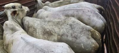 Policia Militar Rural recupera 20 bovinos, prende 04 homens suspeitos em Aquidauana