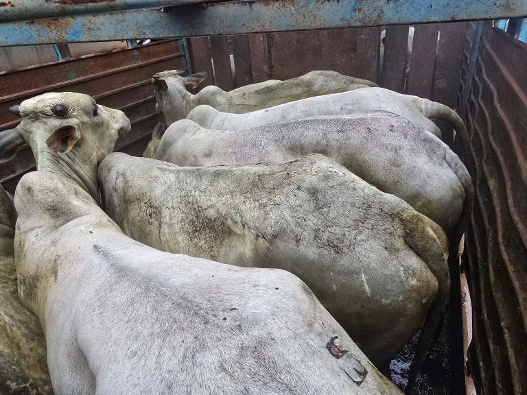 Policia Militar Rural recupera 20 bovinos, prende 04 homens suspeitos em Aquidauana