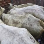 Batalhão de Polícia Militar Rural divulga resultados da Operação Falcão IV e intensifica Policiamento  Rural em Nioaque por mais 30 dias